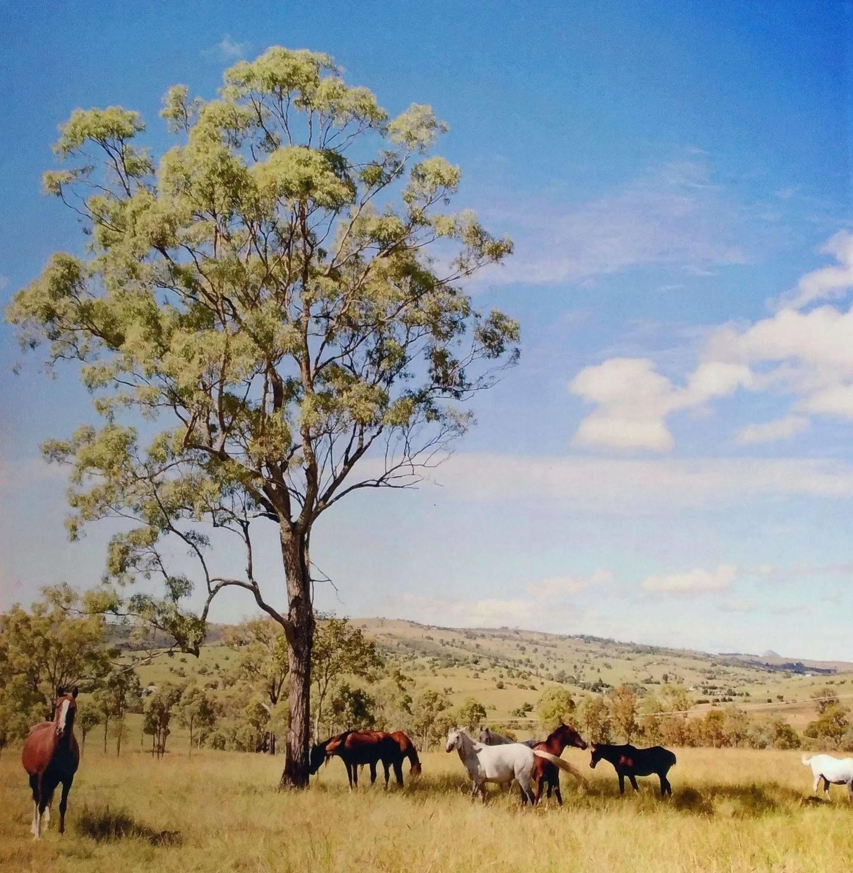 Boonah Valley Motel מראה חיצוני תמונה